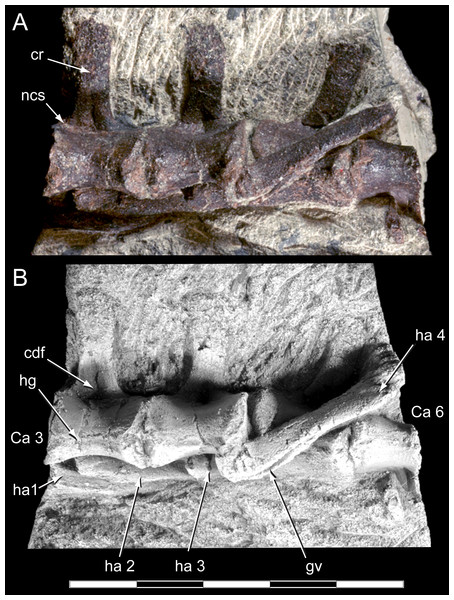 Diluvicursor pickeringi gen. et sp. nov. holotype (NMV P221080), anterior caudal vertebrae.