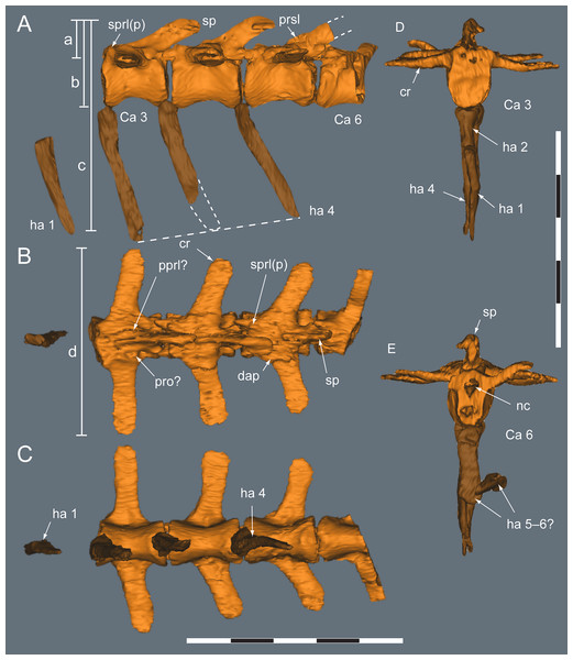 Diluvicursor pickeringi gen. et sp. nov. holotype (NMV P221080), CT model of the anterior caudal vertebrae Ca 1–6.