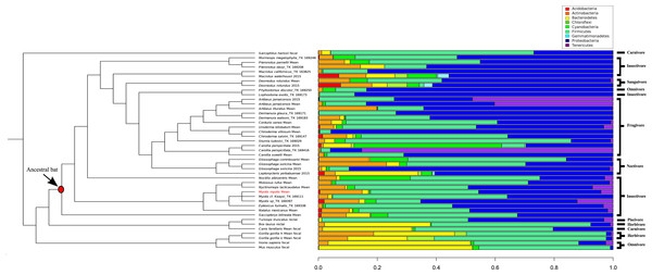 Phylogenetic comparison of microbiome bacterial abundance.