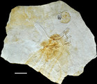 The oldest Archaeopteryx (Theropoda: Avialiae): a new specimen from the ...