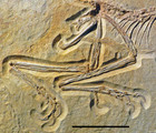 The oldest Archaeopteryx (Theropoda: Avialiae): a new specimen from the ...