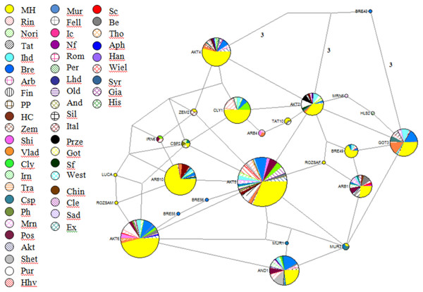 Reduced-Median-Joining network depicting relationships between horse haplotypes.