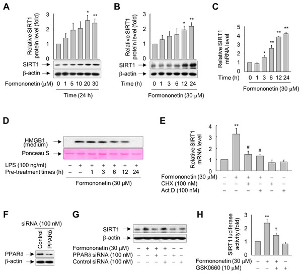 Involvement of PPARδ in formononetin-mediated upregulation of SIRT1 in RAW264.7 cells.