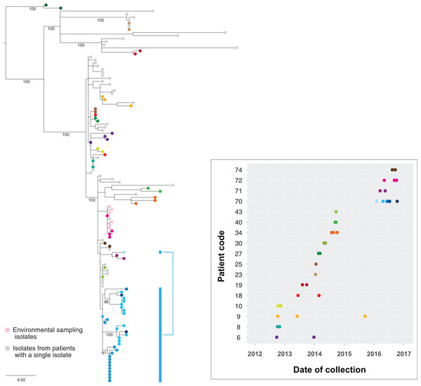 Genomes of isolates from the same host group together in the phylogeny.