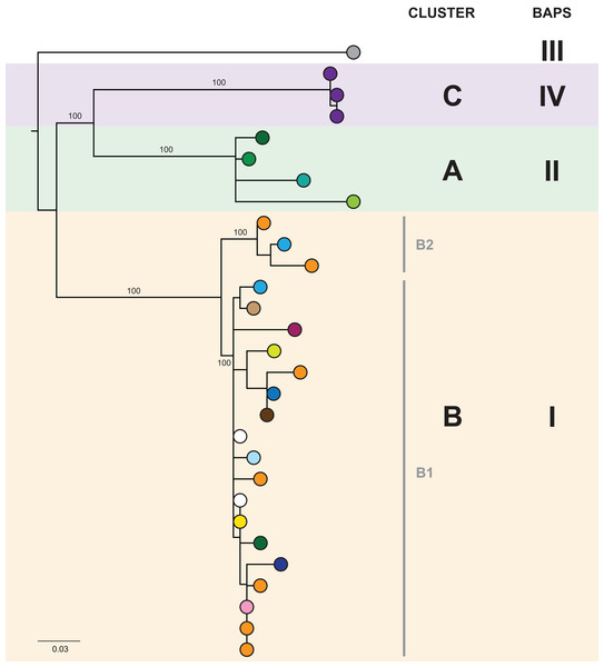 The initial maximum likelihood phylogenetic tree comprised three dominant clades.
