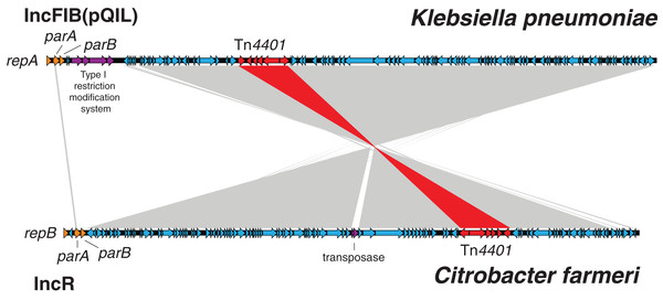 Klebsiella pneumoniae carbapenemase plasmids from the C. farmeri isolates were almost identical to KPC plasmids from K. pneumoniae outbreak isolates, despite differing replication proteins.