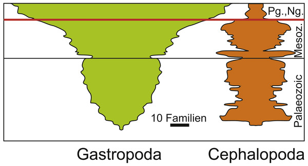 Diversity of Cephalopoda and Gastropoda through the Phanerozoic. Redrawn after Sepkoski (1981).