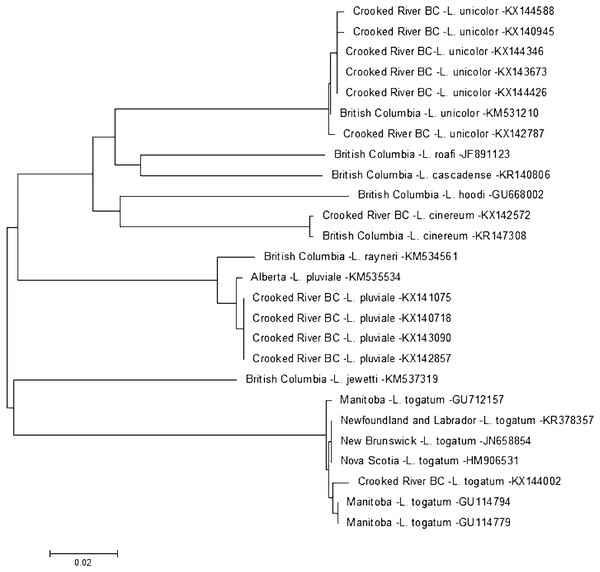 Phylogenetic tree of Lepidostoma spp. collected from the Crooked River and congeneric COI-5P DNA sequences of Lepidostoma species with DNA barcodes.