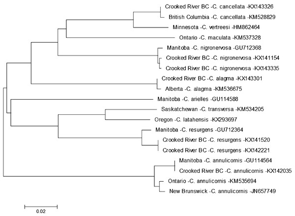 Phylogenetic tree of Ceraclea spp. collected from the Crooked River and congeneric COI-5P DNA sequences of Ceraclea species with DNA barcodes.
