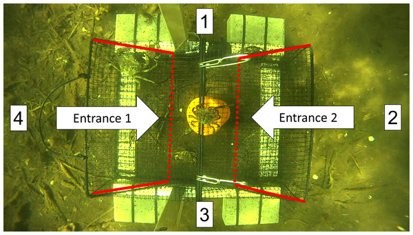 A screen shot from a video recording showing the top-down view of a Fukui trap as it actively fishes in situ.