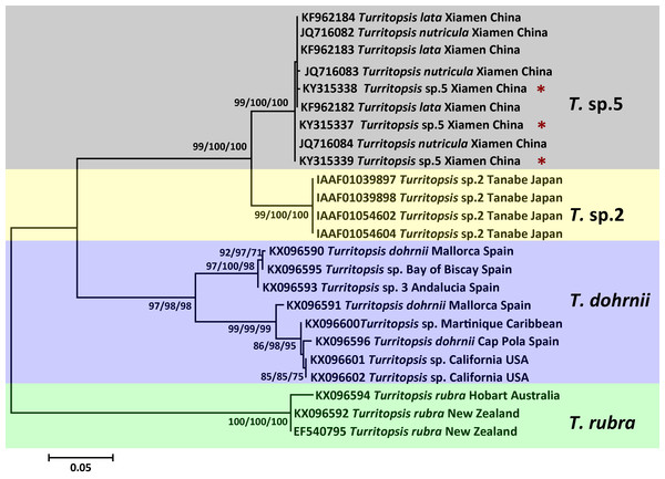 Phylogenetic analysis based on COI partial sequences.