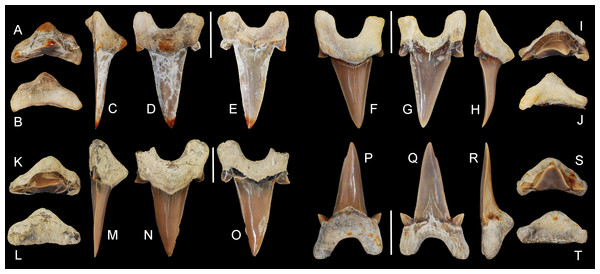 Cretalamna bryanti sp. nov. anterior teeth.