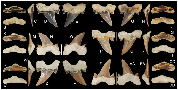 Cretalamna bryanti sp. nov. anteriorly situated lateroposterior teeth.