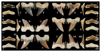 A new species of Cretalamna sensu stricto (Lamniformes, Otodontidae ...