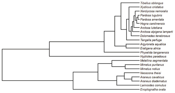 Phylogenetic tree used in PGLS analyses.