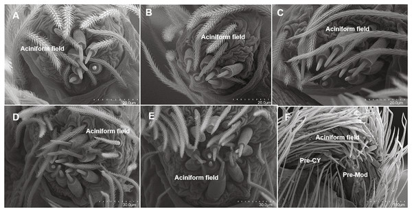 SEMs of the posterior lateral spinneret spigots of Dolomedes tenebrosus.