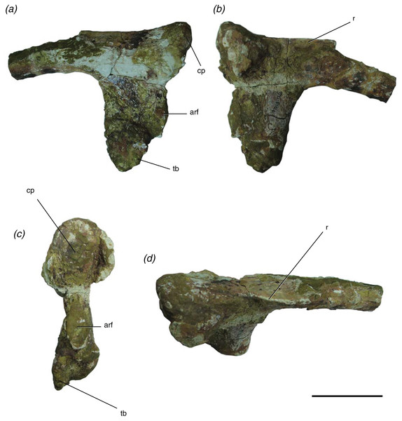 Presacral rib of Poposaurus langstoni (TMM 31025-2160) in (A, B) lateral views, (C) proximal view, and (D) dorsal view.