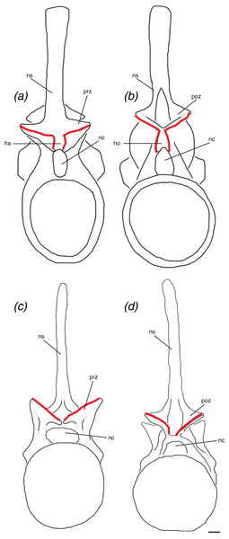 Schematic of two idealized archosaur vertebrae both with (A, B) modeled on Poposaurus langstoni, TMM 31025-257, and without (C, D) modeled on an unnamed phytosaur trunk vertebra, PEFO 26695 the hyposphene-hypantrum articulation in anterior (A, C) and posterior (B, D) views.