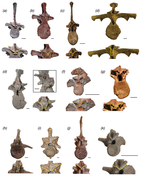 Trunk vertebrae of pseudosuchian archosaurs and closely related taxa in posterior view, showing examples of vertebrae with a hyposphene (A) Postosuchus alisonae, UNC 15575; (B) Fasolasuchus tenax, PVL 3850; (C) Batrachotomus kupferzellensis, SMNS 80296; (D) Desmatosuchus spurensis, MNA V9300; (E) Scutarx deltatylus, PEFO 31217; (F) Aetobarbakinoides brasiliensis, CPE2 168; (G) Longosuchus meadei,TMM 31100-148; (H) Stagonosuchus nyassicus, GPIT/RE/3832 and without a hyposphene (I) Deinosuchus riograndensis, TMM 43632-1; (J) Erythrosuchus africanus; (K) Revueltosaurus callenderi, PEFO 34561.