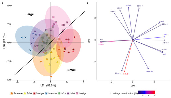 Linear discriminant analysis (LDA) (A) score plot and (B) biplot, showing overall fatty acid profile (mg g lipid−1) of distal intracolonial locations in two size classes of Acropora millepora colonies.