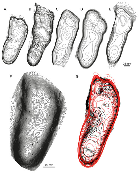 Mean stat-tracks for hominin tracks at Laetoli.