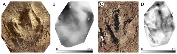 Examples of taxonomical applications of mediotypes and stat-tracks.