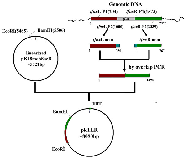 Scheme for the construction of pkTLR.