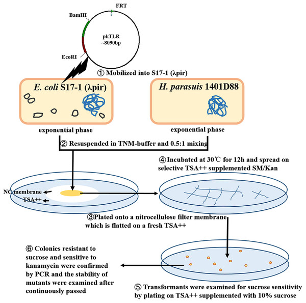 Protocols of constructing in-frame mutants in H. parasuis using conjugation method.