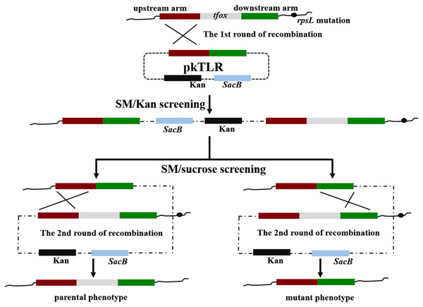 Principles of obtaining gene mutant phenotype (in-frame mutation) by homologous recombination.