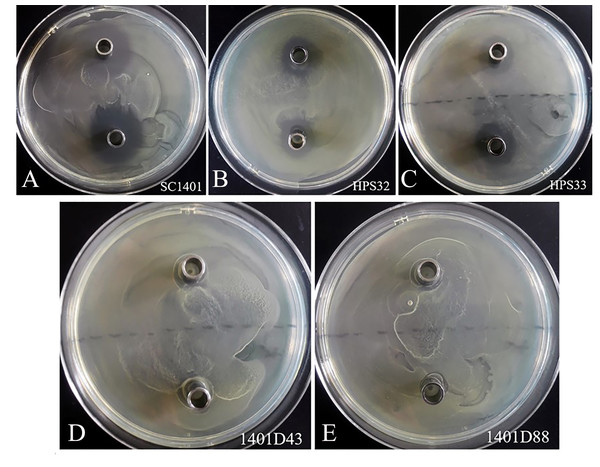 Streptomycin resistance analysis based on Oxford cup assay.