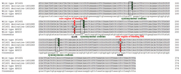 Mutation sites in rpsL gene of derivatives 1401D43 and 1401D88 as well as two wild type SM-resistant H. parasuis.