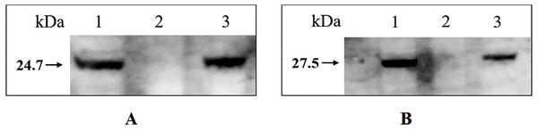 Western blotting analysis of wild type H. parasuis and mutant.