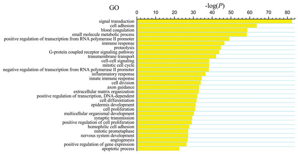 Key gene ontology (GO) terms of differentially expressed intersection mRNAs (the bar plot shows the enrichment scores of the significant enrichment GO terms).