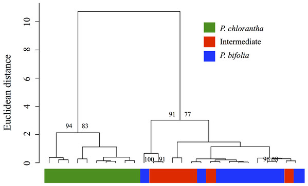Cluster dendrogram produced by hierarchical cluster analysis.