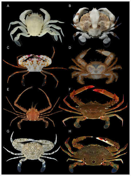 Representatives of various Portunoidea taxa included in this study.