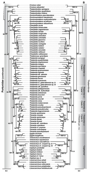 Maximum likelihood (ML) phylograms of Portunoidea based on analyses of 163 and 138 OTUs and a 3,313 bp alignment of 16S rRNA, CO1, 28S rRNA, and H3 sequence data, Part 3 (of 3).