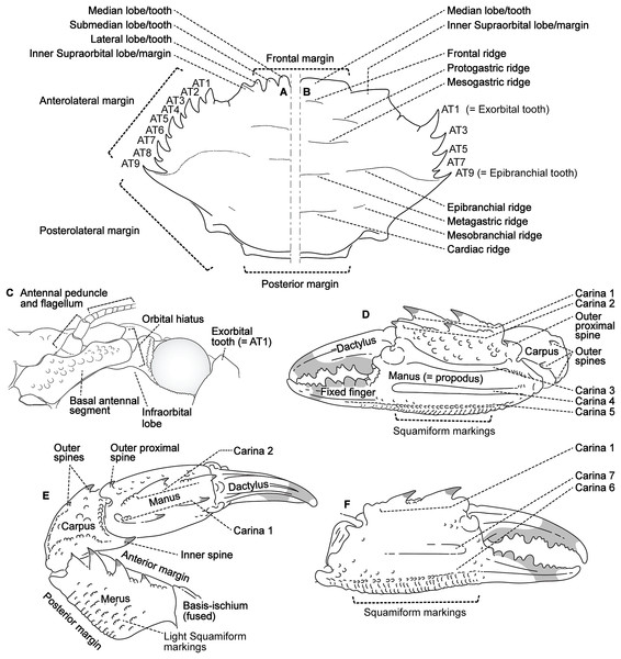 Morphological terminology for the carapace, antenna, and cheliped.