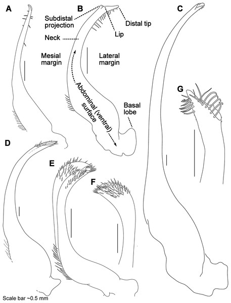 Morphology and terminology for stylized left male first gonopod (G1) from representative taxa.