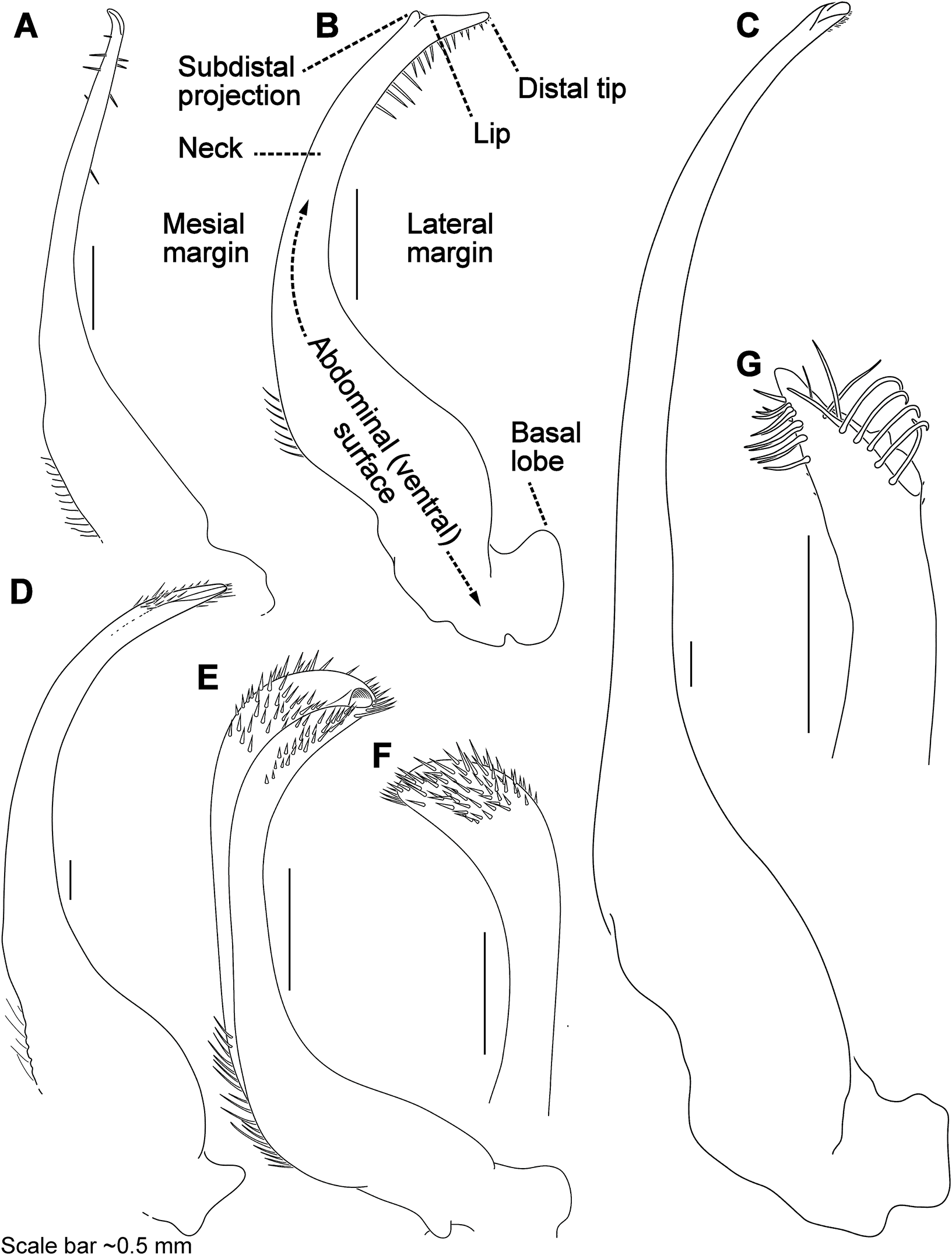 Molecular Phylogenetics Of Swimming Crabs Portunoidea Rafinesque 1815 Supports A Revised 6517