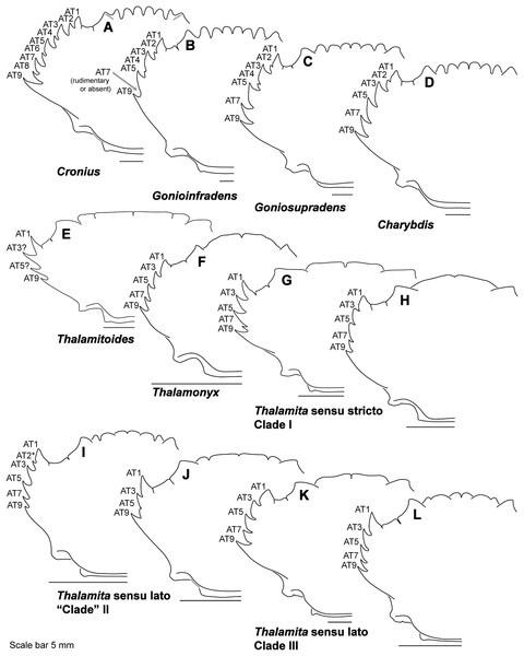 Representative partial carapace outlines of Thalamitinae genera, Part 1.