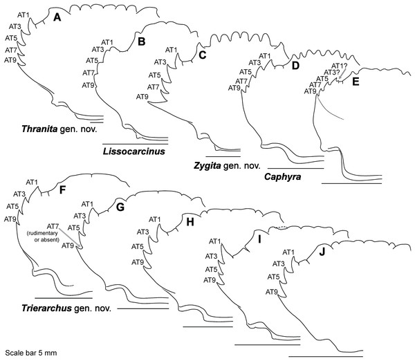 Representative partial carapace outlines of Thalamitinae genera, Part 2.