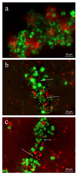 Spatial distribution of archaeal (Arc915-FITC, green) and bacterial (EUB338mix-Cy3, red) cells identified by FISH in enrichments with CK-1 (A), Fe3O4 (B) and MWCNTs-1 (C) treatments.