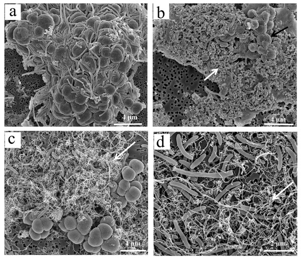 Interactions between microbial cells and nanomaterials (MWCNTs-COOH and Fe3O4) in the enrichment treatments by scanning electron micrographs (SEM).