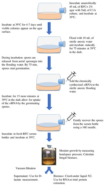 Analysis of DMC1 Knockdowns Generated by the In Vivo siRNA