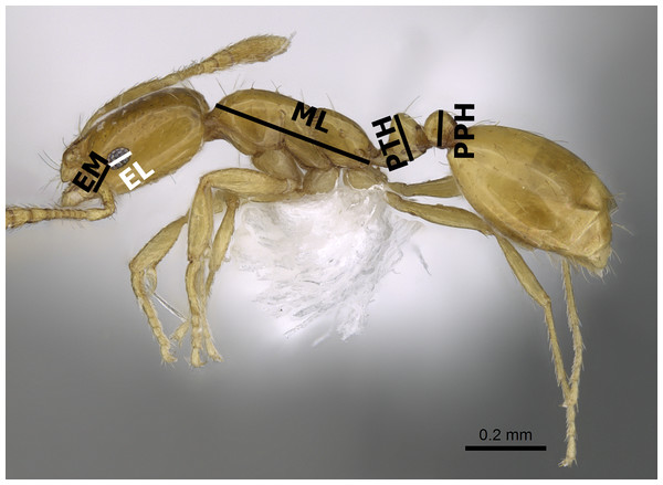 Body profile of M. exiguum Forel (CASENT0922302, from https://www.antweb.org/specimenImages.do?name=casent0922302countryName=South%20Africa—Michele Esposito) illustrating the used measurements.