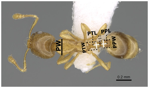 Body in dorsal view of M. exiguum Forel (CASENT0922344, from https://www.antweb.org/specimen.do?name=casent0922344—Michele Esposito) illustrating the used measurements.