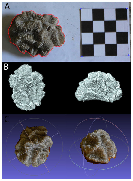 Example of (A) planar photography of a coral colony having been outlined and scaled using ImageJ and R, (B) the surface generated using CT scanning, and (C) the equivalent surface generated using SfM photogrammetry.
