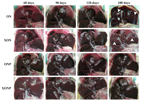 Gross findings of hamster liver tissues.