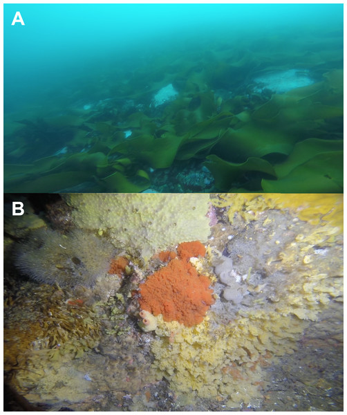 Benthic communities at Doumer Island (Palmer Archipelago), WAP.