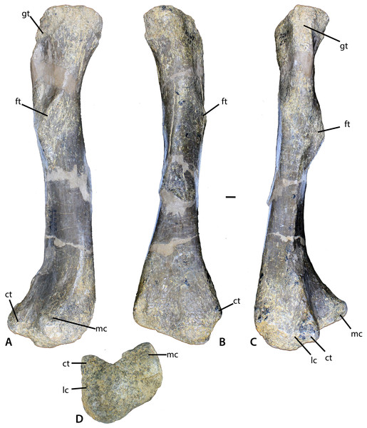 Redescription of Calyptosuchus (Stagonolepis) wellesi (Archosauria ...